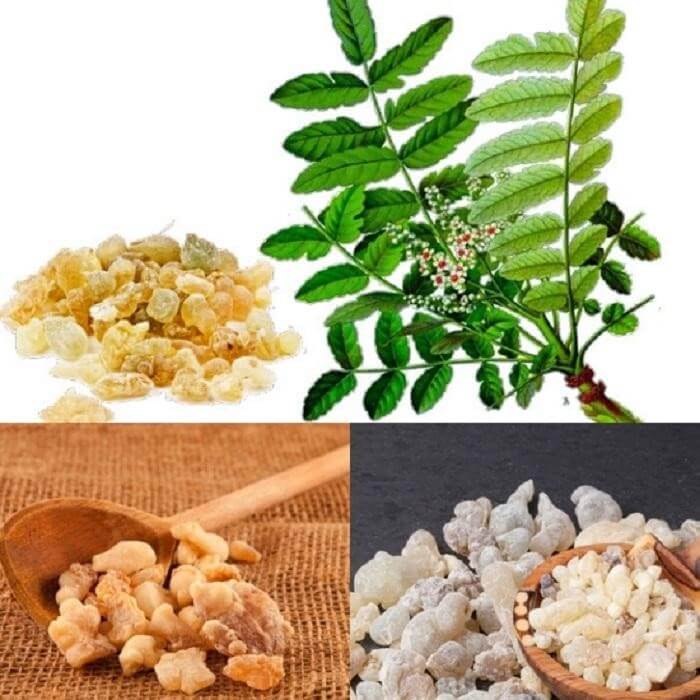 The benefits of 5loxin for bone and joint health Digosure